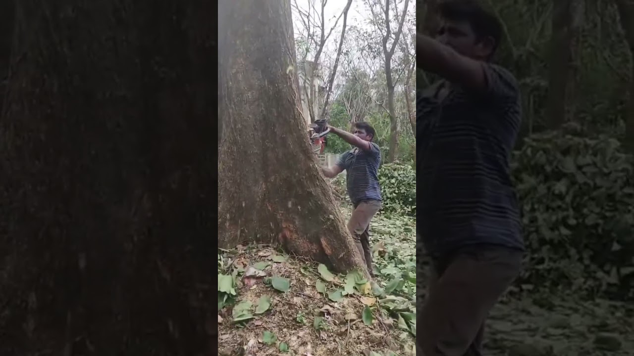 ഒരു വലിയ താണിമരംമുറിച്ചാലോ....🌳🌳