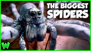 The Insane Biology of: The Wolf Spider