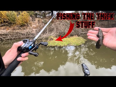 San Joaquin River Bass and Striper Fishing  Flipping THICK Cover For Cold  Water Bass 