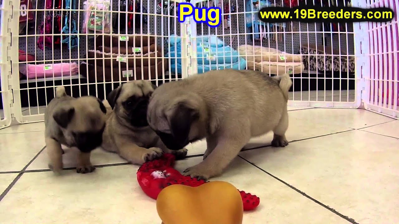 Pug, Puppies, For, Sale, In, Newark, New Jersey, NJ, Woodbridge, Iselin