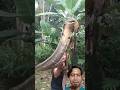 Be careful, boss!!! #snake #cobra #kingcobra #animals
