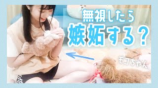 【検証】愛犬モコちゃんの前でぬいぐるみを可愛がった結果...