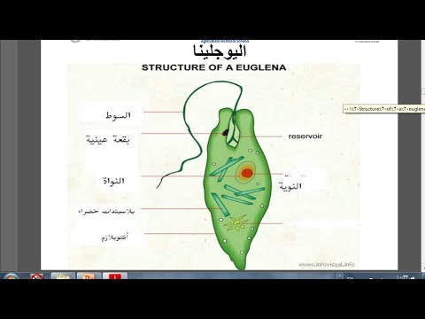 بيولوجي الأوليات الصف الاول الزراعي