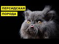 Персидская кошка плюсы и минусы породы | Породы кошек | Персидская порода кошек