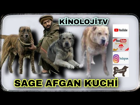 AFGAN SAGE KUCHİ , KÖPEK DÖVÜŞÜ 1.BÖLÜM