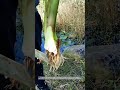From Field to Clean: Trimming and Preparing Freshly Harvested Taro