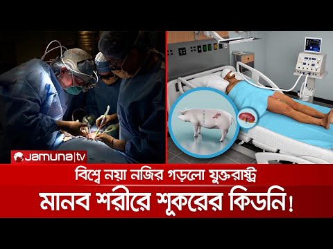 ভিডিও: শূকরের কিডনির হিলামে কোন কাঠামো পাওয়া যায়?