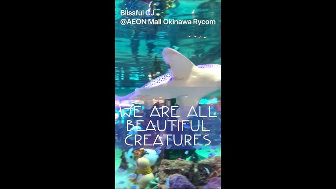Huge Aquarium At Aeon Rycom Mall In Okinawa Japan Shorts Youtube Huge Aquarium At Aeon Rycom Mall In Okinawa Japan Shorts Youtube