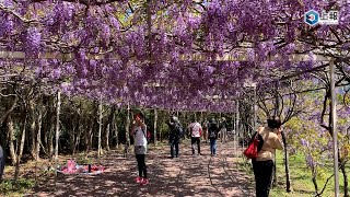 【影片】漫步紫色瀑布隧道！淡水兩大紫藤咖啡園接力開花上千 ... 