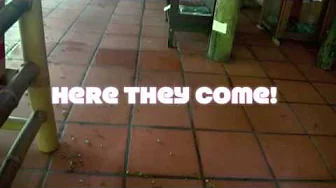 The invasion of the leafcutter ants