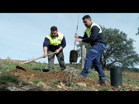 400 nuevos árboles para proteger los recursos hídricos del arroyo de Benazaire