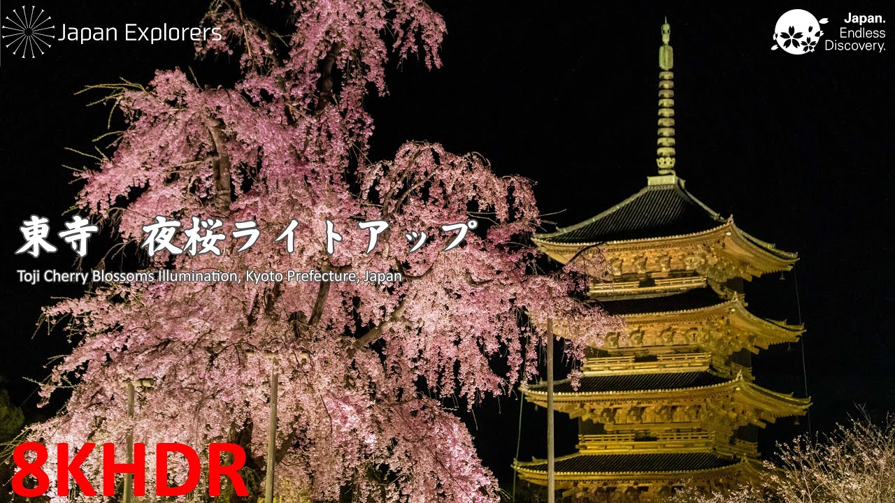 東寺 夜桜ライトアップ Toji Cherry Blossoms Illumination 8khdr Youtube