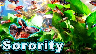Why Most Female Betta Sorority Aquariums Fail and How YOU Can Be Successful!