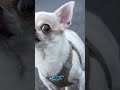 New breed named America's top dog