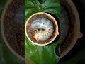 look at how the beetle larvae enter the soil #shorts