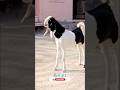 MASHALLAH HIJAJI BREED #bakra #goat #opshorts #animals #viral #1no_trending #sojatbakra #gujri goat