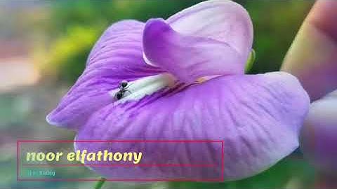 noor elfathony - laki budeg spesial remix