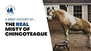 The Real Misty of Chincoteague | Museum of Chincoteague Island