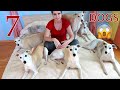 Life with 7 dogs - What my Whippets do in a day の動画、YouTube動画。