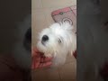 LUCA NECESITA CORTAR EL PELO, AQUÍ NO HAY PARA CORTAR EL PELO. Y YO NO SÉ. AYUDARMEEEE#perros #luca
