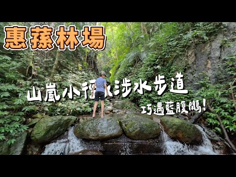 南投惠蓀林場 山嵐小徑x涉水步道 森林系療癒老少咸宜親子步道 巧遇藍腹鷴