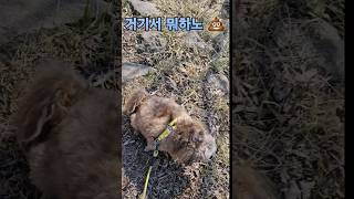 3단콤보(응아 호이짜 흔들기)하는 강 #puppy