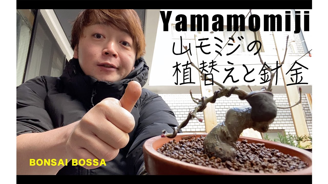 Replanting and wire of Yamamomiji 山モミジの植替えと針金かけ少々