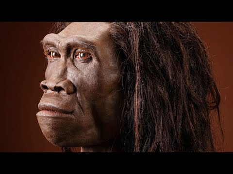 Homo erectus - The Upright Man