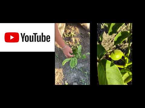 ჯუჯა კაკალი იდეალი  სოფელი სასადილო  უკვე ნიშანიც გვაქ   3