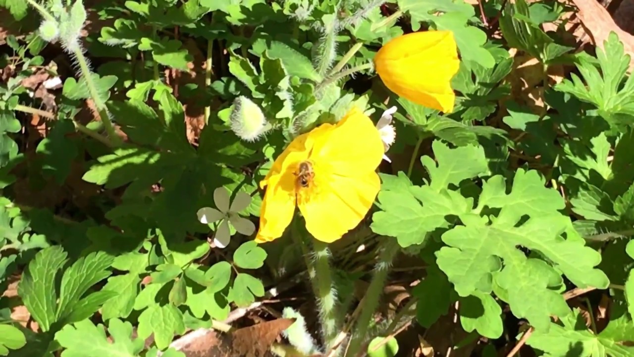 Salamonie Lake - Lost Bridge West SRA - Salamonie River State Forest