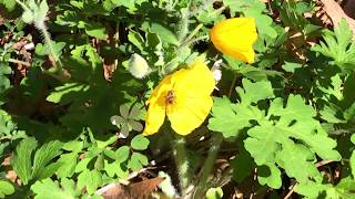 Salamonie Lake - Lost Bridge West Sra - Salamonie River State Forest