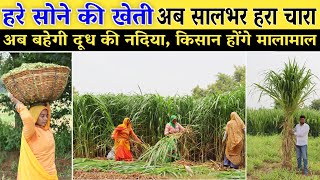 नेपियर घास की खेती अब सालभर हरा चारा // napier grass ki kheti // Napier Grass Farming in India