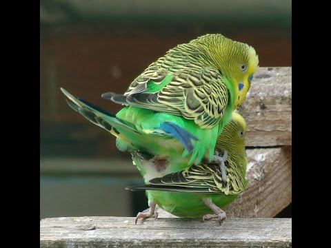 Қыздар өздерінің сүйкімділігін жасырмай көрсететін бейне