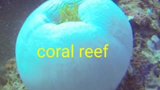 CORAL REEF FISH | WITH RELAXING MUSIC /scuba diving #relaxingmusic #music #vlog