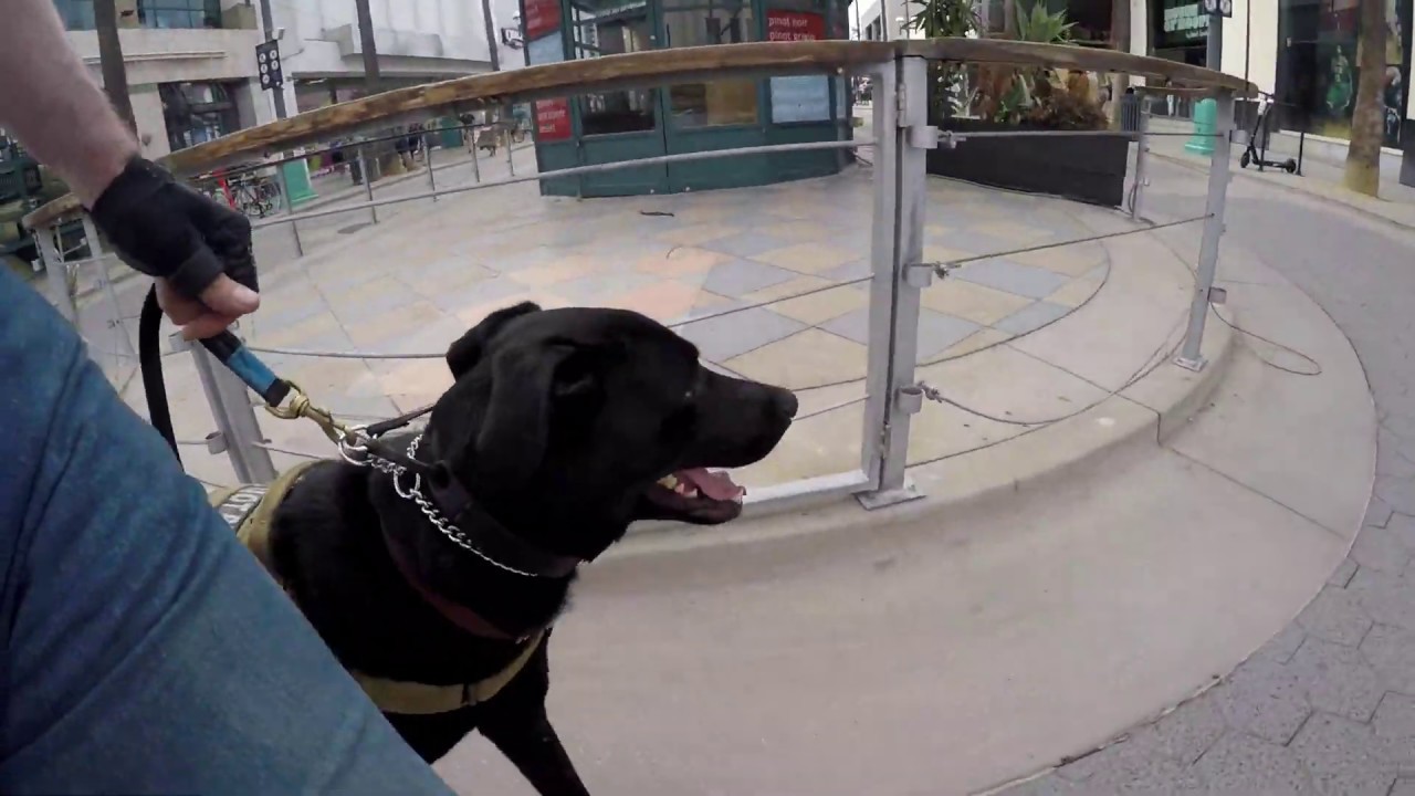 Dog Training Camp Los Angeles, CA YouTube