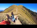 【剣山登山⛰】脾臓を摘出したとは思えないくらい元気いっぱいに山を駆け上がるむぎ氏🐕🐾