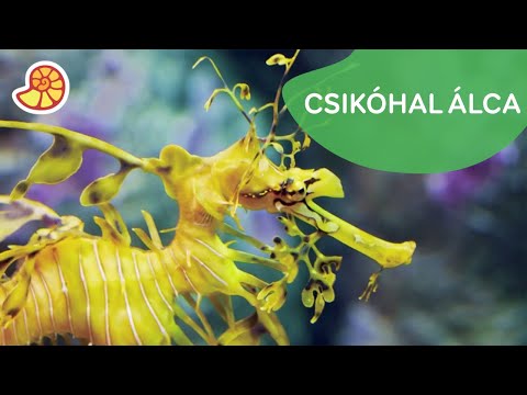 Videó: Csodálatos csikóhalak