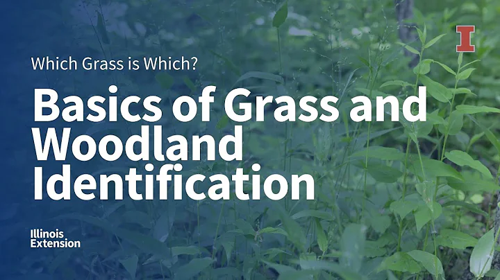 Basics of Grass Identification and Woodland Grass Identification: Which Grass is Which - DayDayNews