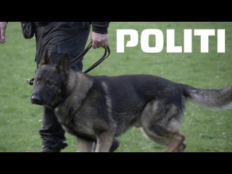 Video: Hvor trænes politihunde?
