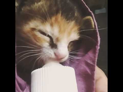 NewBorn Kitten having milk from bottle
