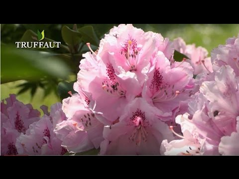 Vidéo: Un guide d'élagage des rhododendrons : comment tailler un buisson de rhododendrons