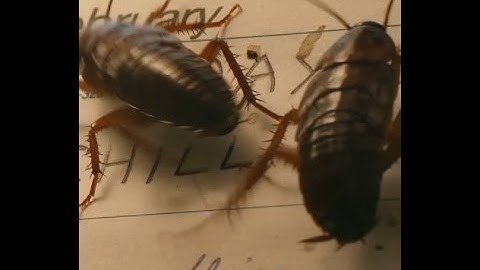 Gopher and Pest Control in Riverside Ca 92506 Top Local Pest Service