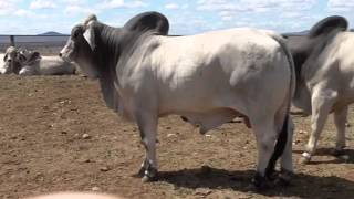 Video preview of bulls being offered at the 10th annual nk brahman
bull sale wednesday 23rd september 2015 springsure showgrounds
commencing 11:30 am. for...