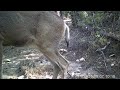 Trail Cam Mule Deer doe