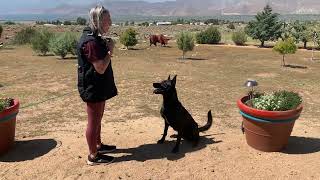 TRISTA Dutch Shepherd Novice Tricks Dog 2024