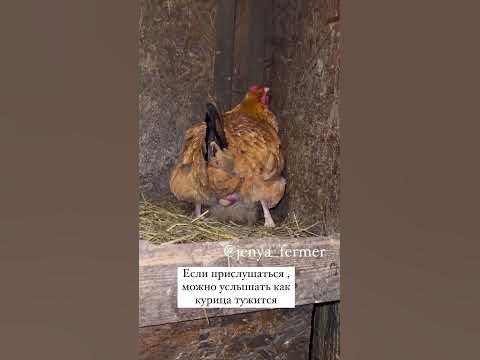 Курица снесла яйцо ) #курица #яйцо#ферма#хозяйство - YouTube