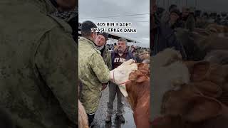 405 BİN SIMENTAL ERKEK DANALAR