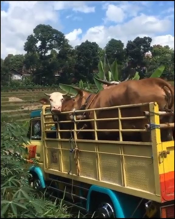 Story wa peternak sapi//oraternakoramasokkmaszehh//inposuketmaszehh//12detik