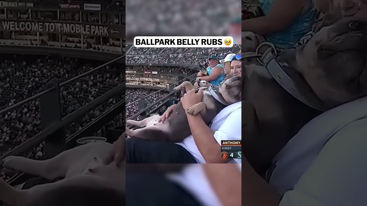 This dog had it better than anyone at the game 😂