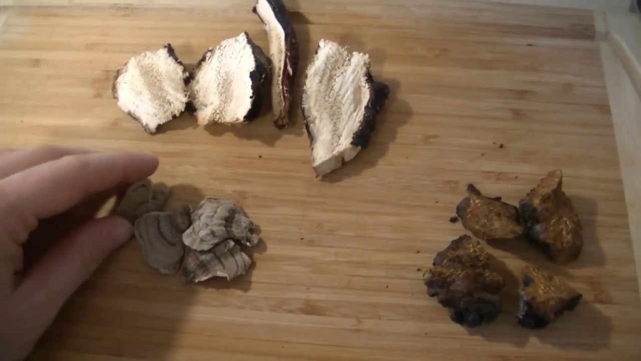 How to harvest and dry medicinal mushrooms Turkey Tail, Reishi and Chaga YouTube